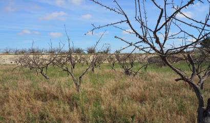 Bestaande woningen - Land - San Miguel de Salinas - Torremendo