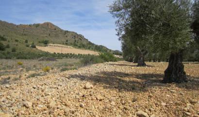 Bestaande woningen - Land - Yecla