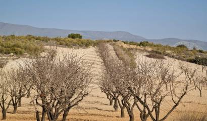 Land - Bestaande woningen - Jumilla - INM-15095