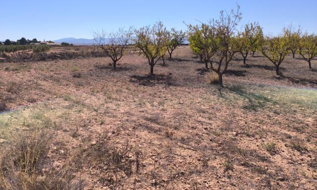 Land - Bestaande woningen - Pinoso - Pinoso