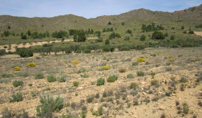 Land - Bestaande woningen - Yecla - INM-95142