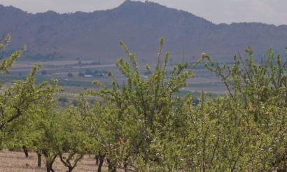 Land · Bestaande woningen · Yecla · Yecla