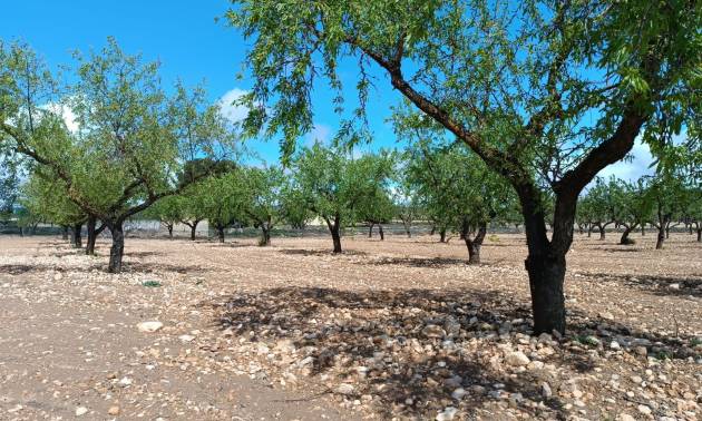 Land - Bestaande woningen - Yecla - Yecla