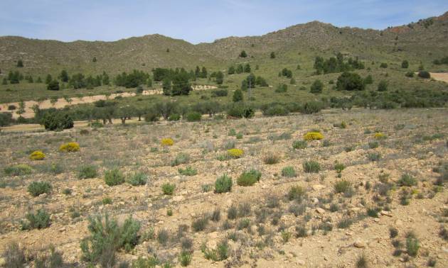 Land - Bestaande woningen - Yecla - Yecla