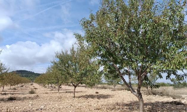 Land - Bestaande woningen - Yecla - Yecla