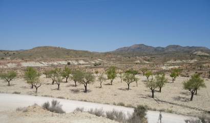 Land - Revente - Abanilla - INM-30365