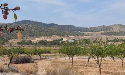 Land · Revente · Algueña · Algueña