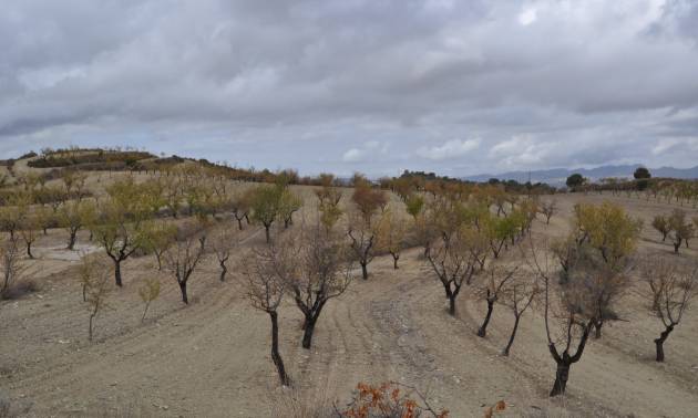 Land - Revente - La Zarza - La Zarza