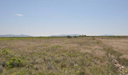 Land - Revente - Pinoso - INM-25718
