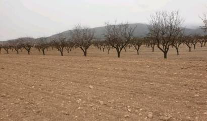 Land - Revente - Pinoso - INM-55762