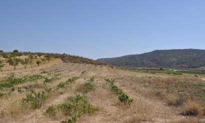 Land · Revente · Pinoso · Pinoso