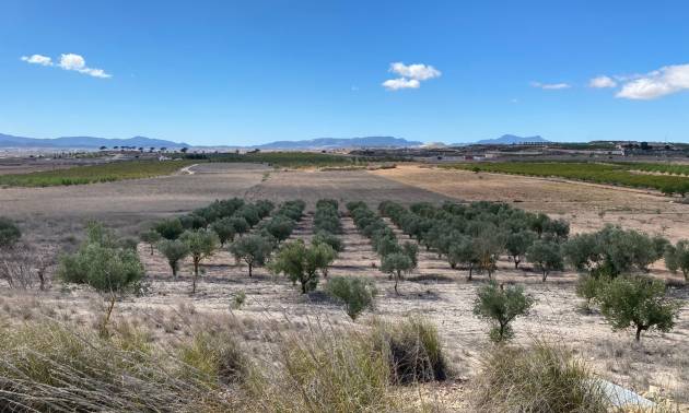 Land - Revente - Pinoso - Pinoso