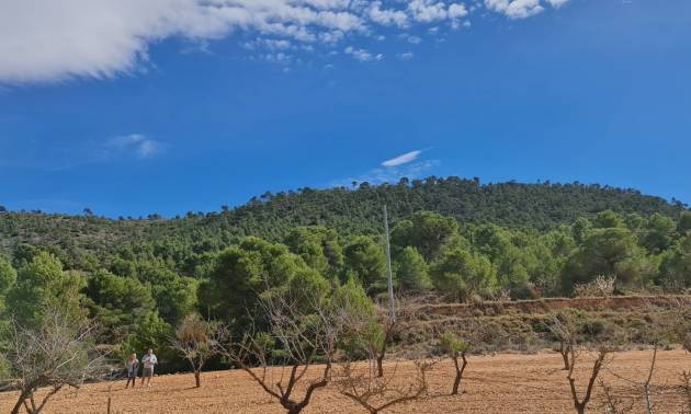 Land - Revente - Pinoso - Pinoso