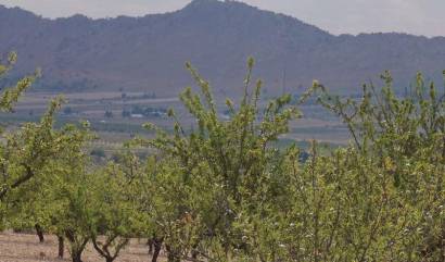 Land - Revente - Yecla - INM-94129