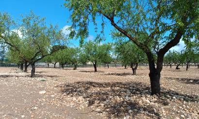 Land · Revente · Yecla · Yecla