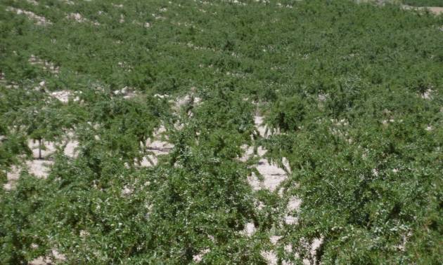 Land - Revente - Yecla - Yecla