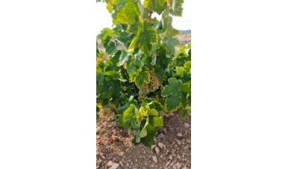 Land - Sale - Abanilla - INM-60886