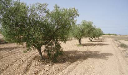 Land - Sale - Canada del Trigo - INM-30950