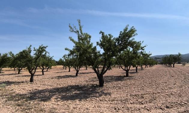 Land - Sale - Monovar - Monovar