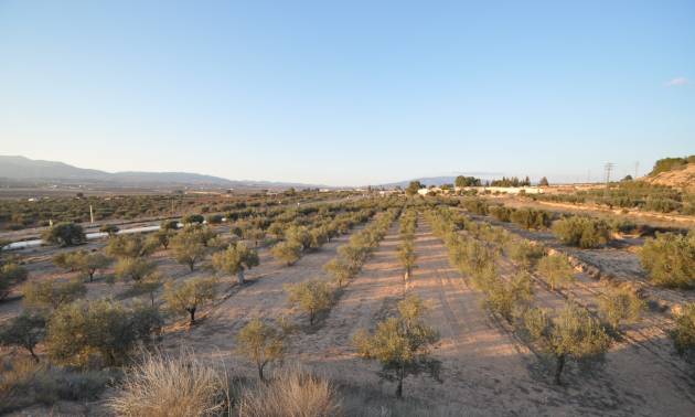 Land - Sale - Pinoso - Pinoso
