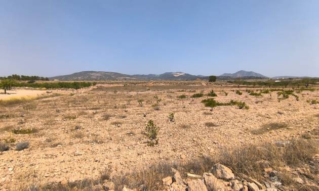 Land - Sale - Pinoso - Pinoso