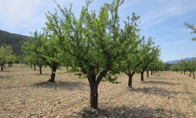 Land - Sale - Yecla - Yecla