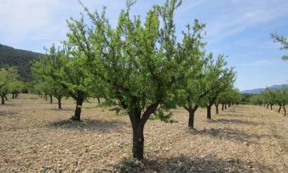 Land · Sale · Yecla · Yecla