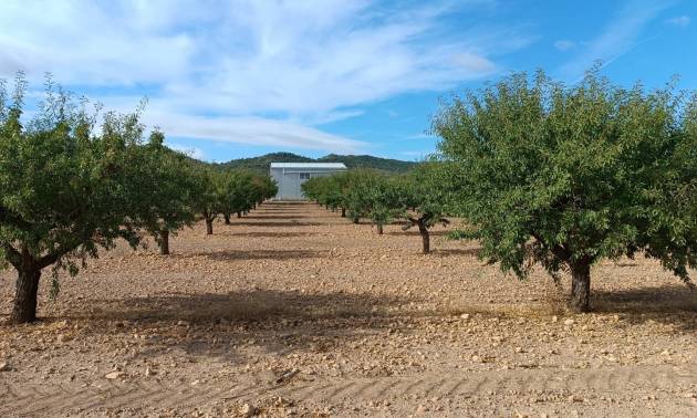 Land - Sale - Yecla - Yecla