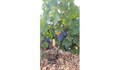 Land - Venta - Abanilla - INM-52077