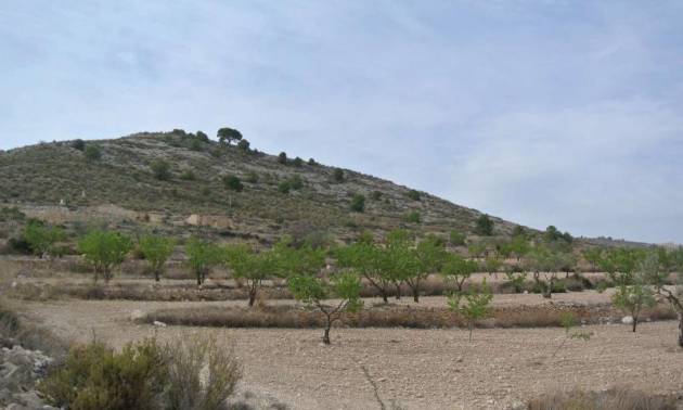 Land - Venta - Jumilla - Jumilla