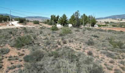 Land - Venta - Pinoso - INM-53841