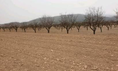 Land · Venta · Pinoso · Pinoso