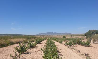 Land · Venta · Pinoso · Pinoso