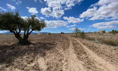 Land · Venta · Pinoso · Pinoso