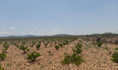 Land · Venta · Pinoso · Pinoso