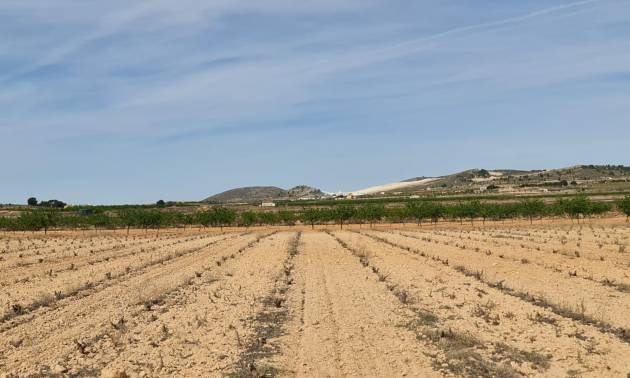 Land - Venta - Pinoso - Pinoso