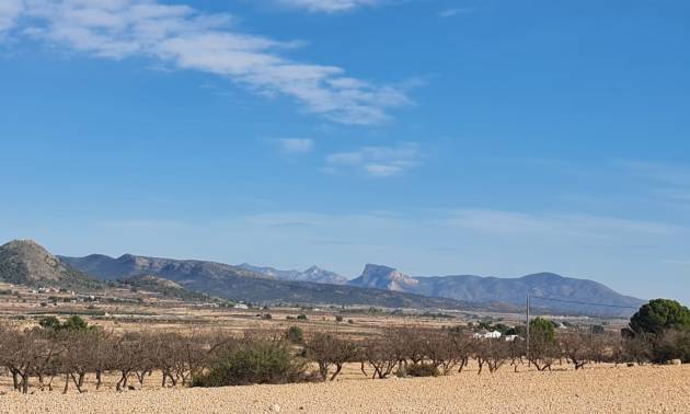 Land - Venta - Pinoso - Pinoso