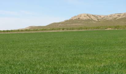 Land - Venta - Yecla - INM-46543