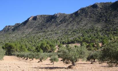 Land · Venta · Yecla · Yecla