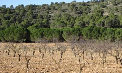 Land · Venta · Yecla · Yecla