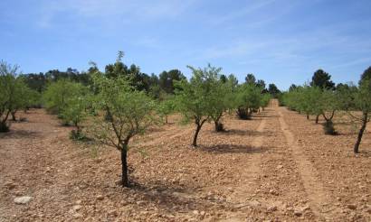 Land · Venta · Yecla · Yecla