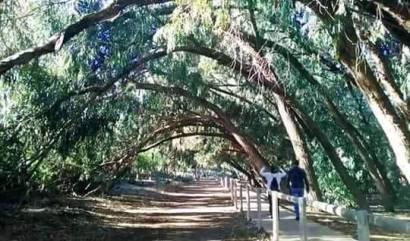 Nueva construcción  - Bungalow - Torrevieja - Altos del Sol