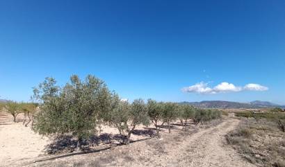 Revente - Country House - Jumilla