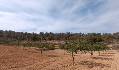 Revente - Land - Abanilla