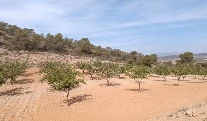 Revente - Land - Abanilla