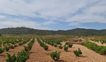 Revente - Land - Abanilla