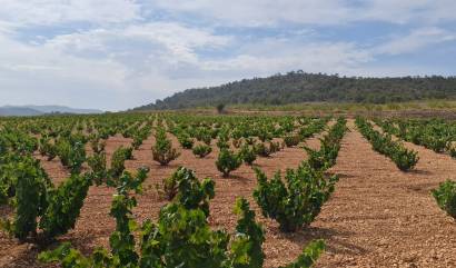 Revente - Land - Abanilla