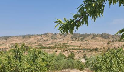 Revente - Land - Abanilla