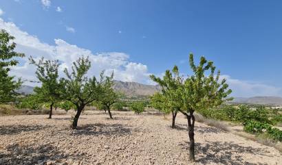 Revente - Land - Abanilla