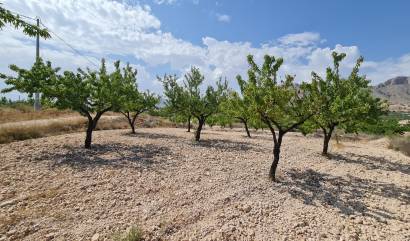 Revente - Land - Abanilla
